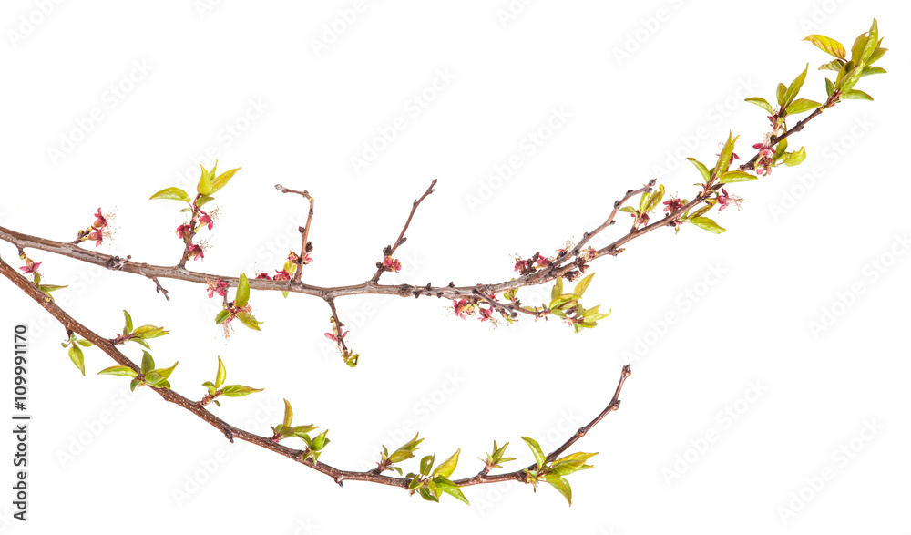 apricot tree branch with young leaves. isolated on white backgro