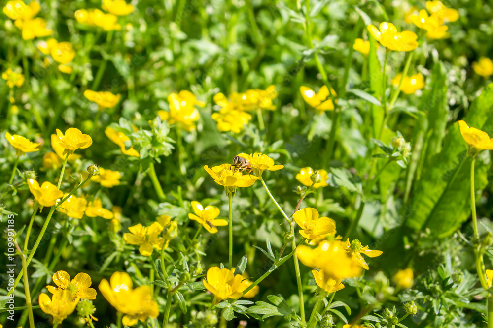 blooming flower in spring, bee, buttercup, crowfoot, ranunculus