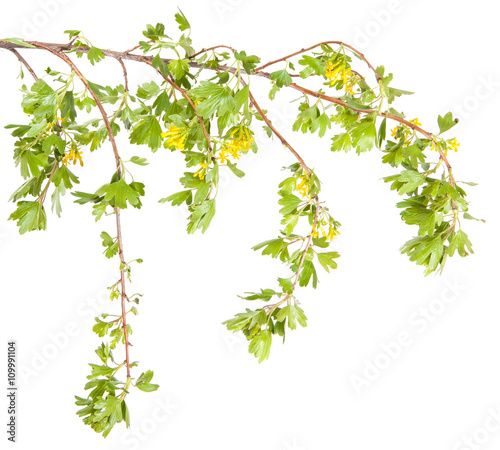 flowering currant branch. isolated on white background