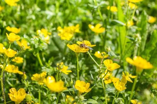 blooming flowerers in spring  bee  buttercup  crowfoot  ranuncul