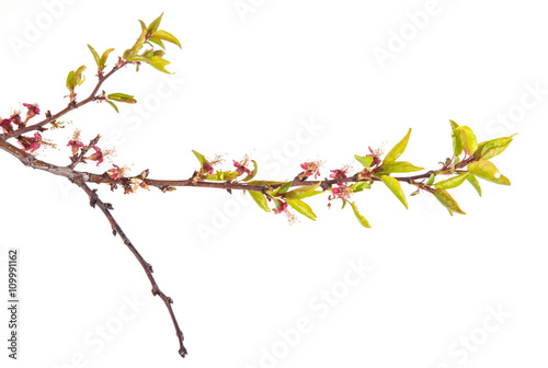 apricot tree branch with young leaves. isolated on white backgro