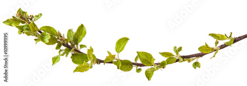 branches of apple trees with young leaves. isolated on white bac