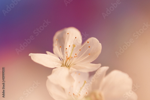 Fleur de cerisier