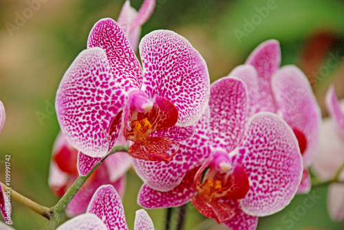 Pink orchid