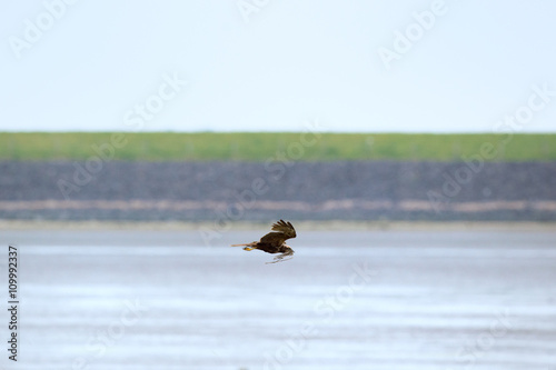 western marsh harrier with nest material