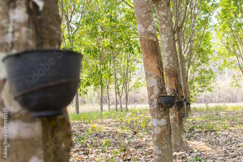 The rubber trees.
