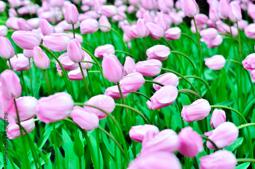 Fototapeta Naklejka Na Ścianę i Meble -  Lots of pink tulips with raindrops. Tulips bent to one side Nature after the rain