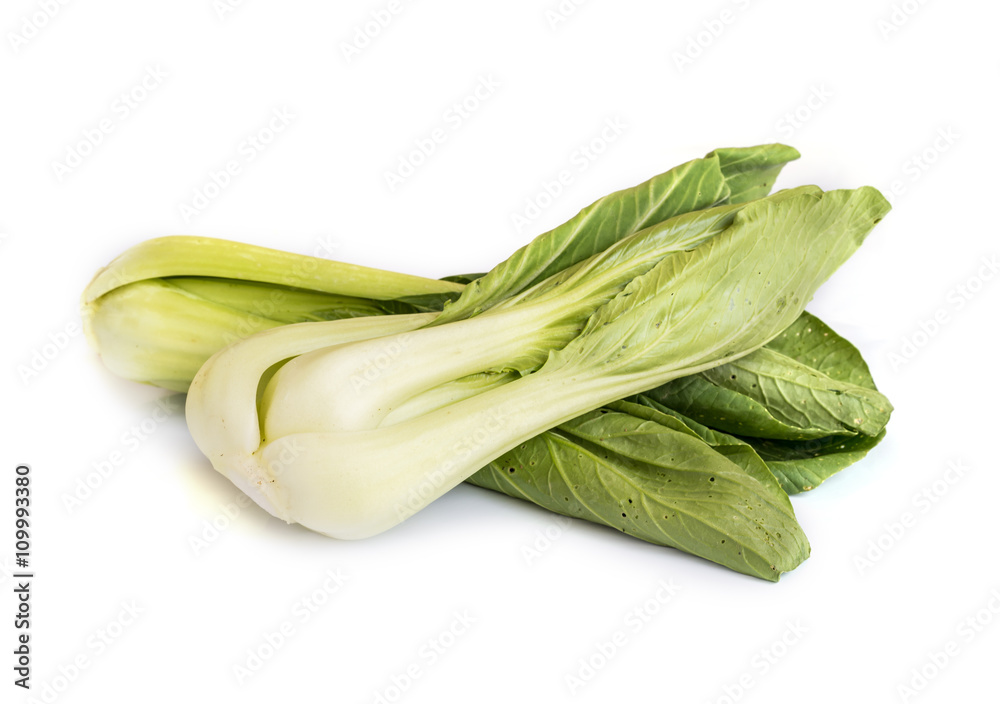 Fresh Chinese Cabbage . Fresh Chinese Cabbage .
