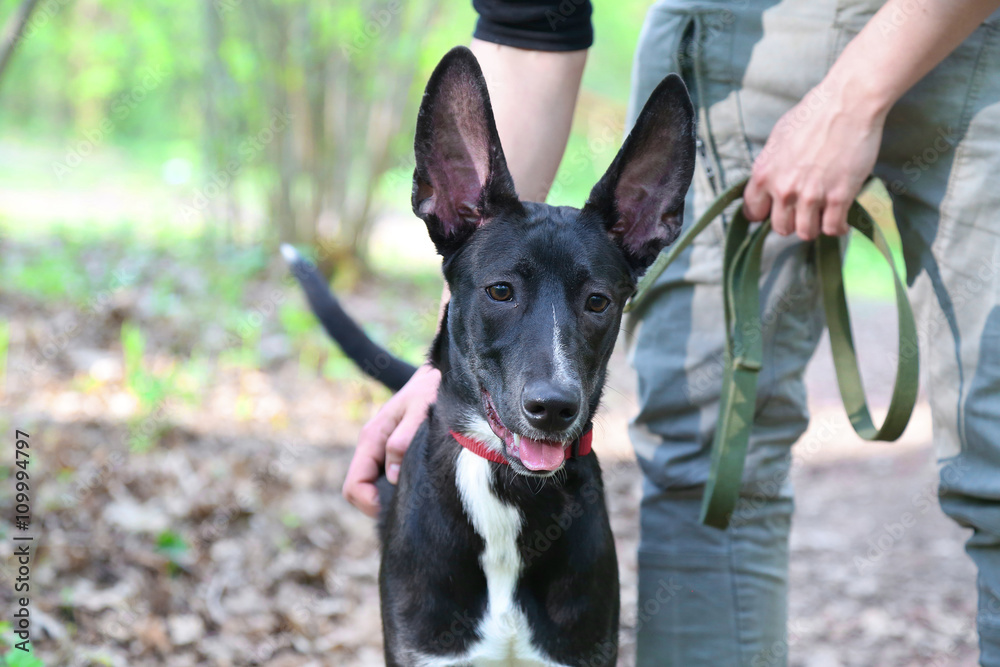 Mexican hairless dog walking in the forest in sunny day with her owner Mexican hairless dog walking in the forest in sunny day with her owner