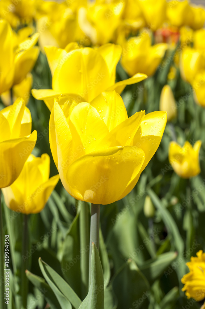 An Amazing yellow tulips - yellow background An Amazing yellow tulips - yellow background