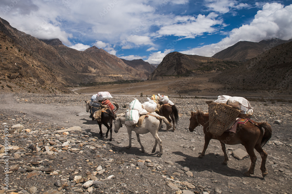 Horse carrying the baggage on the rural raod.