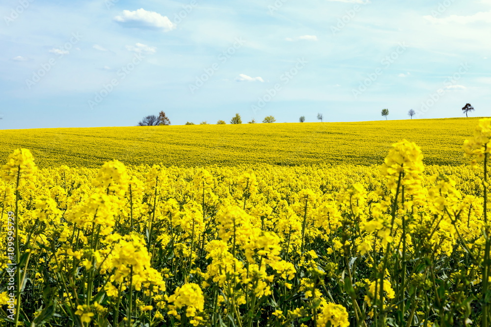 Raps ,Zeit der Gelben Felder (Brassica napus)