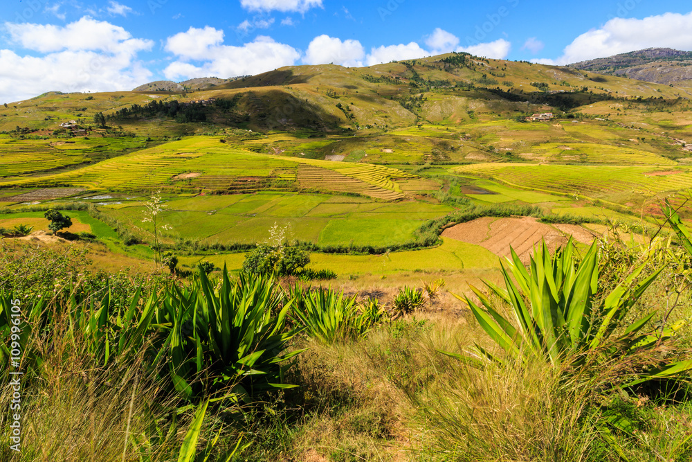 Naklejka premium Landscape with rice fields in central Madagascar