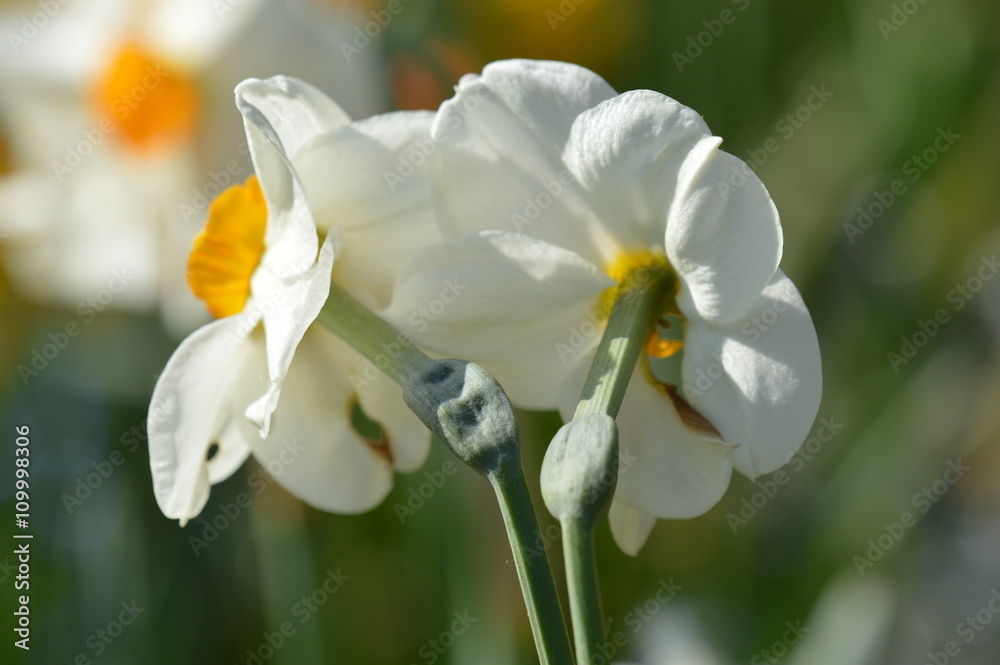 Fototapeta premium narcisse