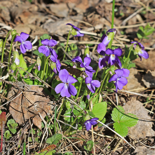 Downy violet (Viola hirta)