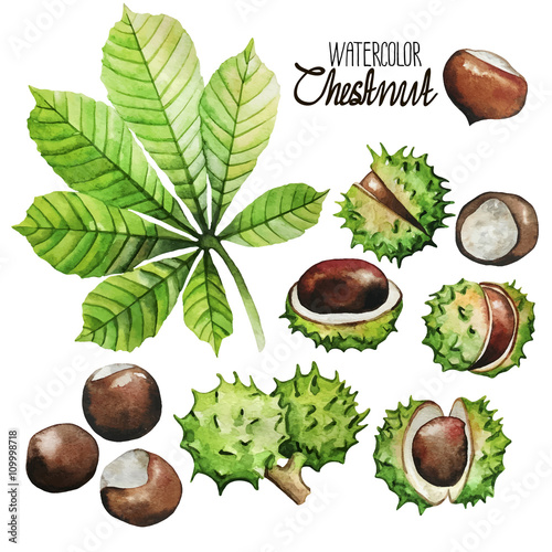 Watercolor chestnut collection photo