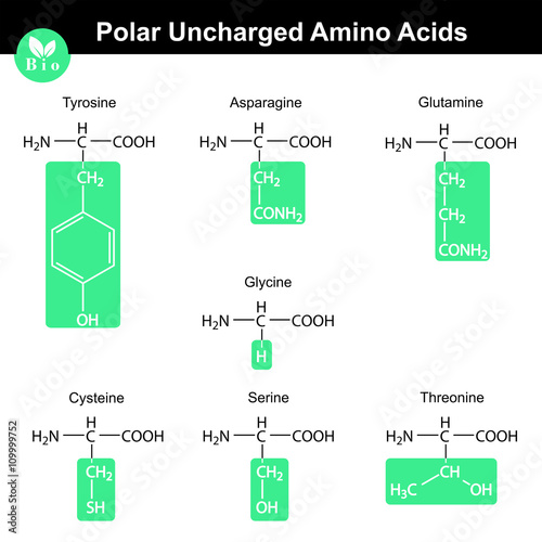 Amino acids with marked radicals, polar uncharged