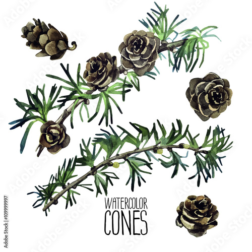Watercolor larch cones and branches 