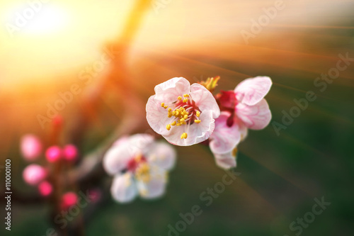 spring background. tree with pink flowers at sunset .