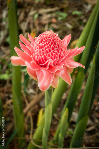 Red Torch Ginger in nature