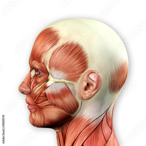 Male Face Muscles Anatomy