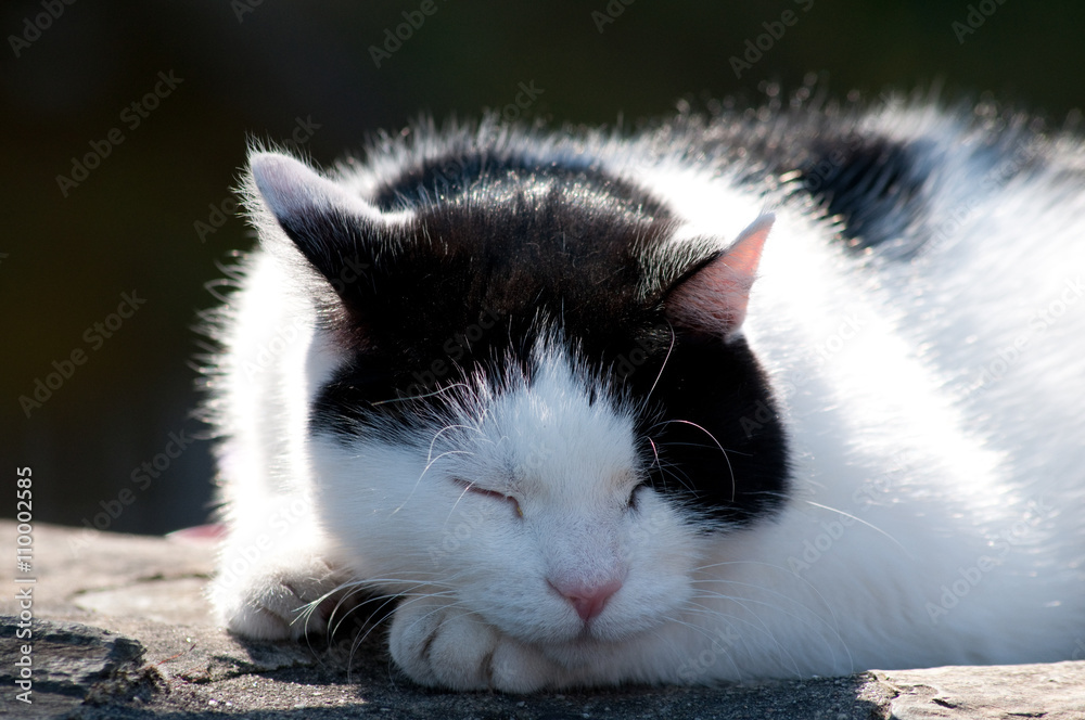 Schlafende Katze Stock-Foto | Adobe Stock
