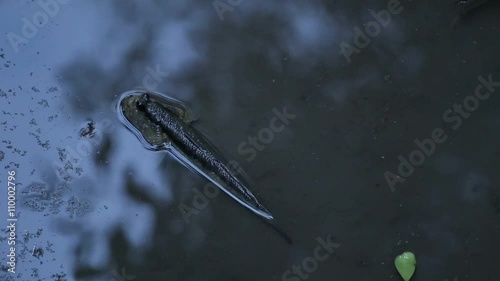 Mudskipper or Amphibious fish at Bang Pu Recreational Retreat Center  photo