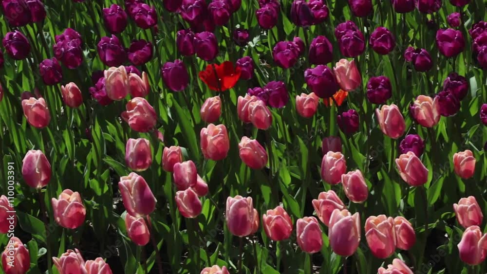field of pink and purple tulips blooming field of pink and purple tulips blooming