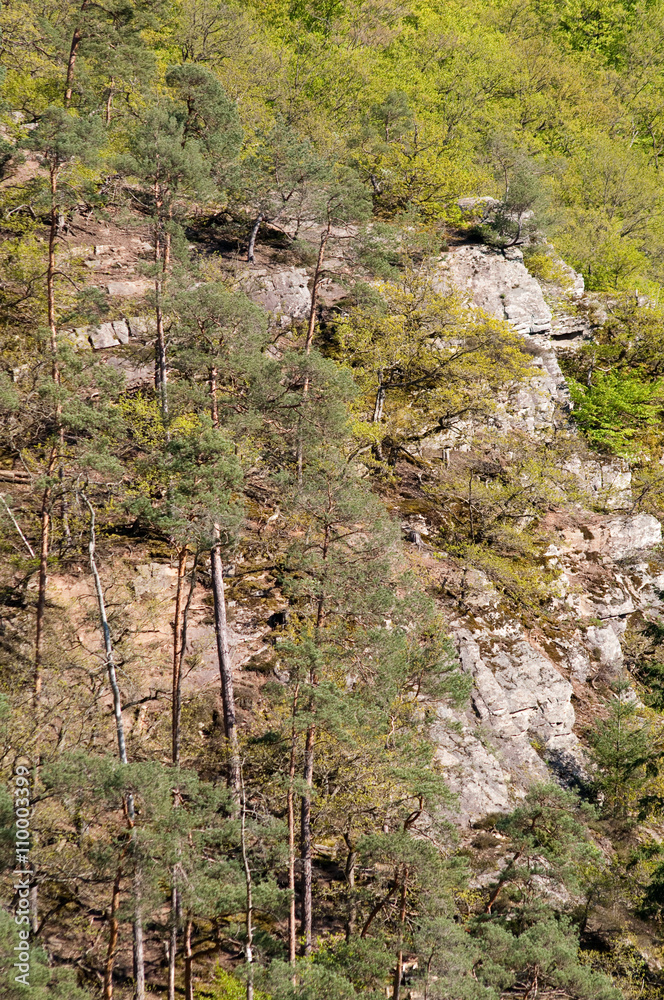 Fototapeta premium Deutsche Landschaften. Bäume