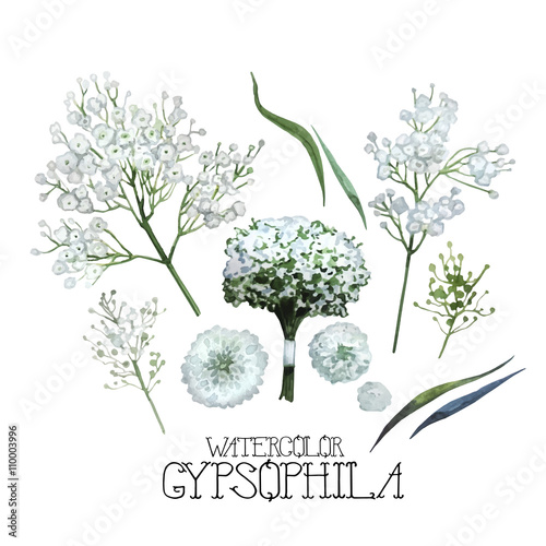 Watercolor gypsophila set photo