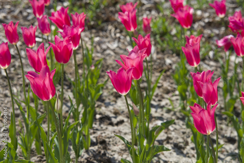 Close up on red Tulips (Tulipa) Close up on red Tulips (Tulipa)