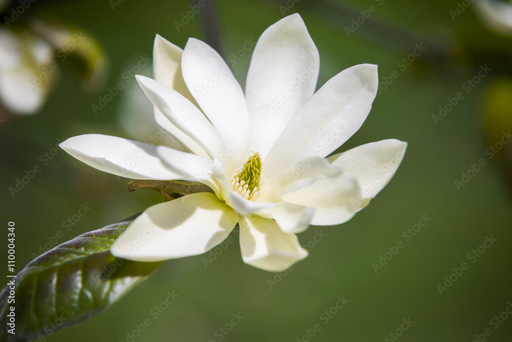 Close up on Magnolia Gold Star (Magnoliaceae) Close up on Magnolia Gold Star (Magnoliaceae)