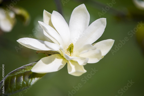 Close up on Magnolia Gold Star (Magnoliaceae)