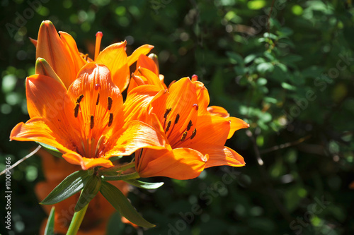 Orange tiger lily © Vladimirs Koskins