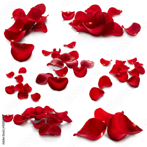 Petals of red rose