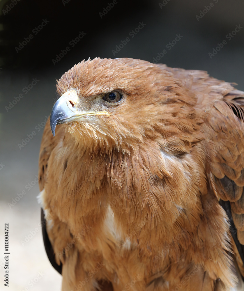 Naklejka premium Close up of a Tawny Eagle