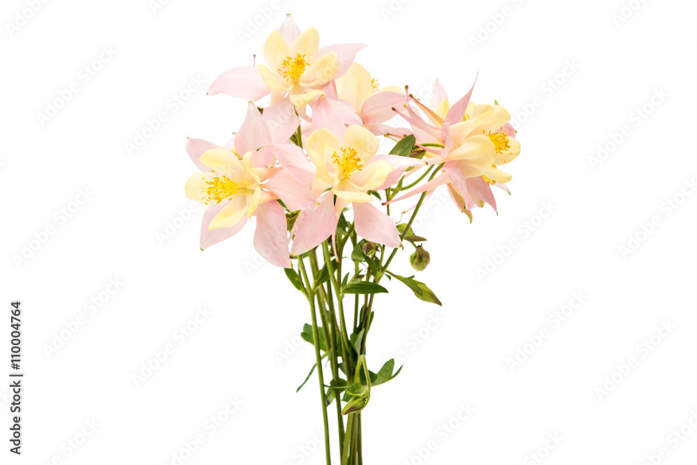 Aquilegia flower isolated