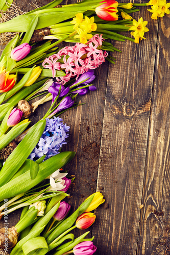 Tulips  narcissus  crocus and hyacinths