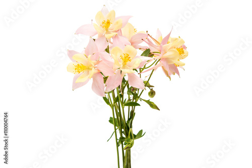 Aquilegia flower isolated