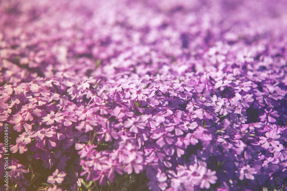close up on flower Phlox Subulata (Polemoniaceae), sunset or sunrise close up on flower Phlox Subulata (Polemoniaceae), sunset or sunrise