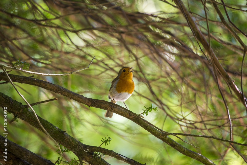 Robin Red Breast (Erithacus rubecula) Robin Red Breast (Erithacus rubecula)