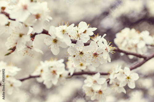 Spring blooming tree © Nik_Merkulov