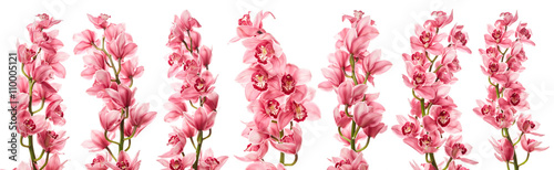 Orchid flowers