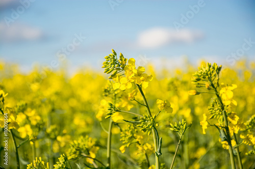 Rapeseed field in spring and sky