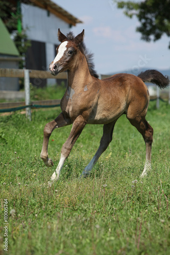 Amazing foal moving alone on pasturage