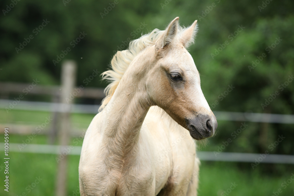 Obraz premium Amazing foal on pasturage