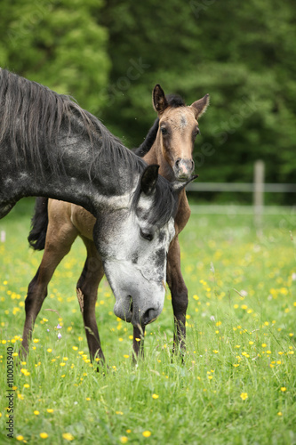 Beautiful mare with its foal on pasturage