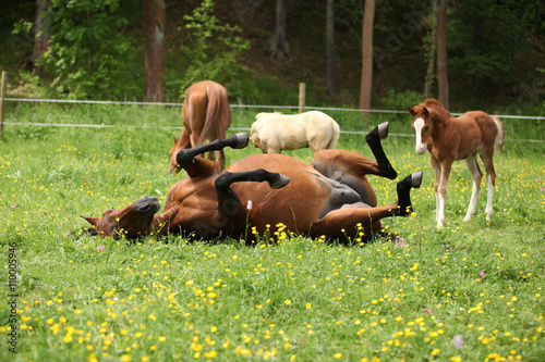 Foto Suprised foal looking at roll around mare