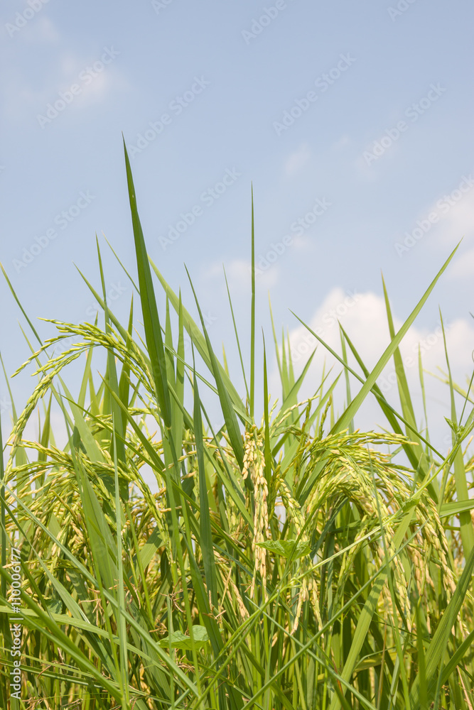Naklejka premium the Green rice in the field rice background