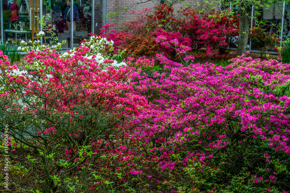 Bush with pink azalea flowers, Keukenhof Park, Lisse in Holland